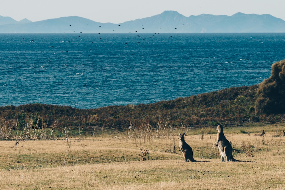 Tasmania Australia cosa vedere